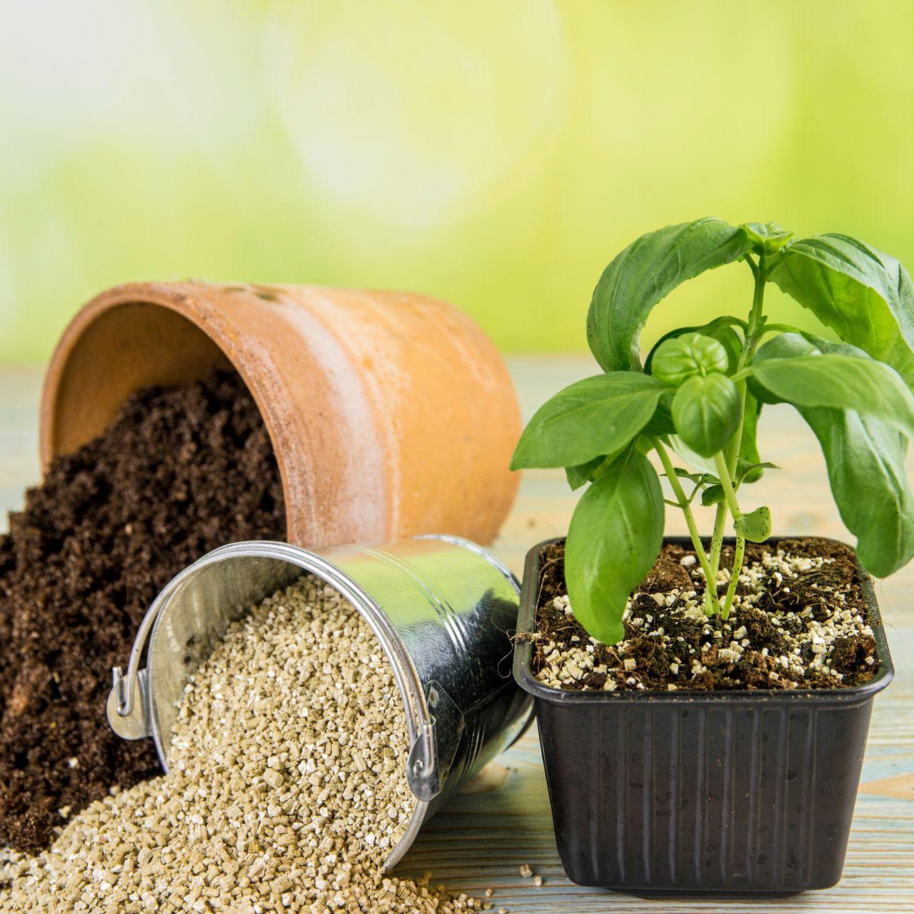 La vermiculite, un minéral qui  permet la germination des graines et la stimulation des racines en horticulture